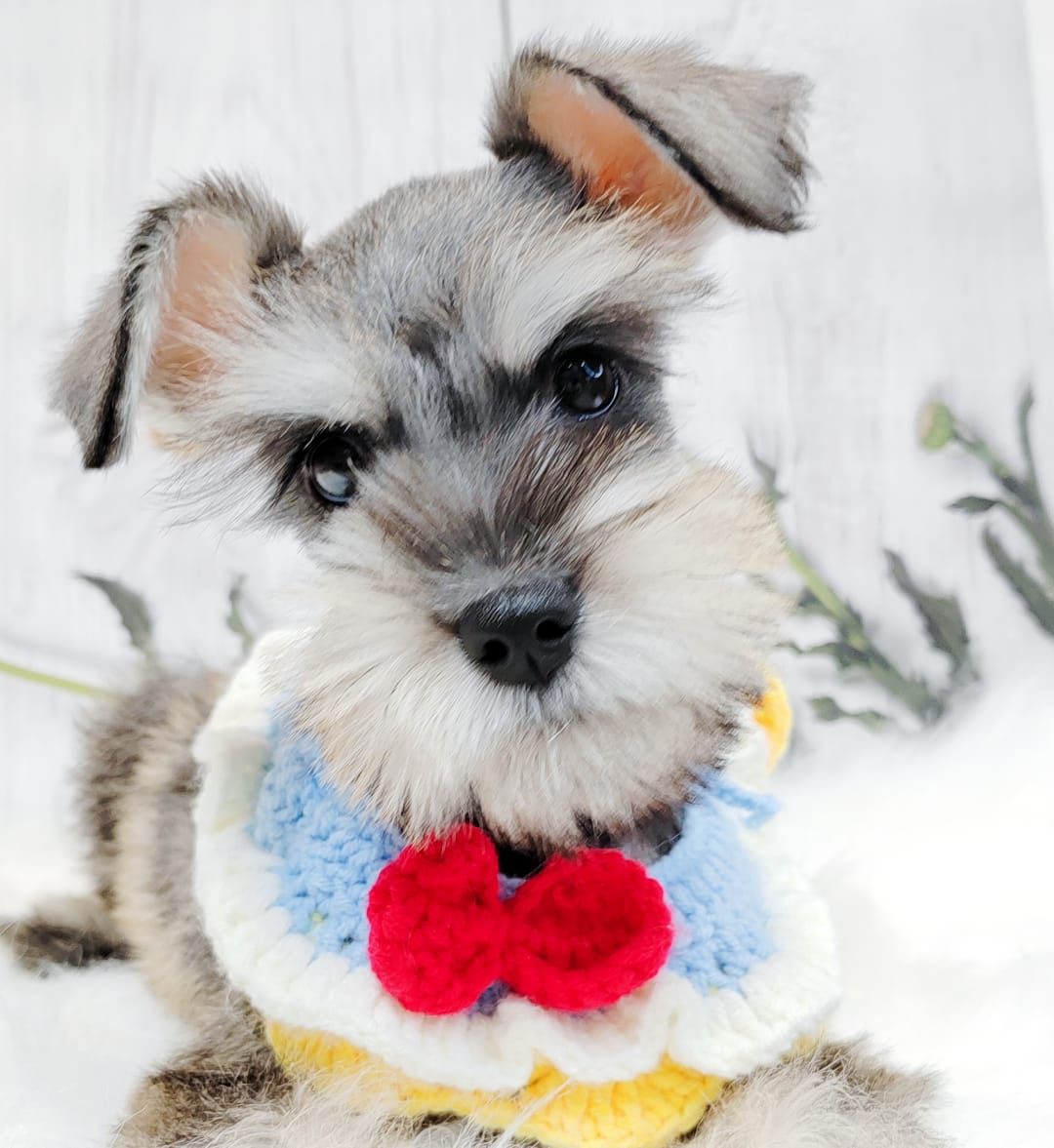 Schnauzer 雪纳瑞