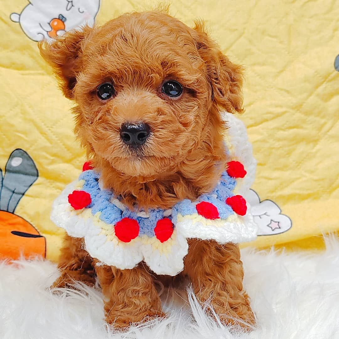 Poodle 娉拌开璐靛