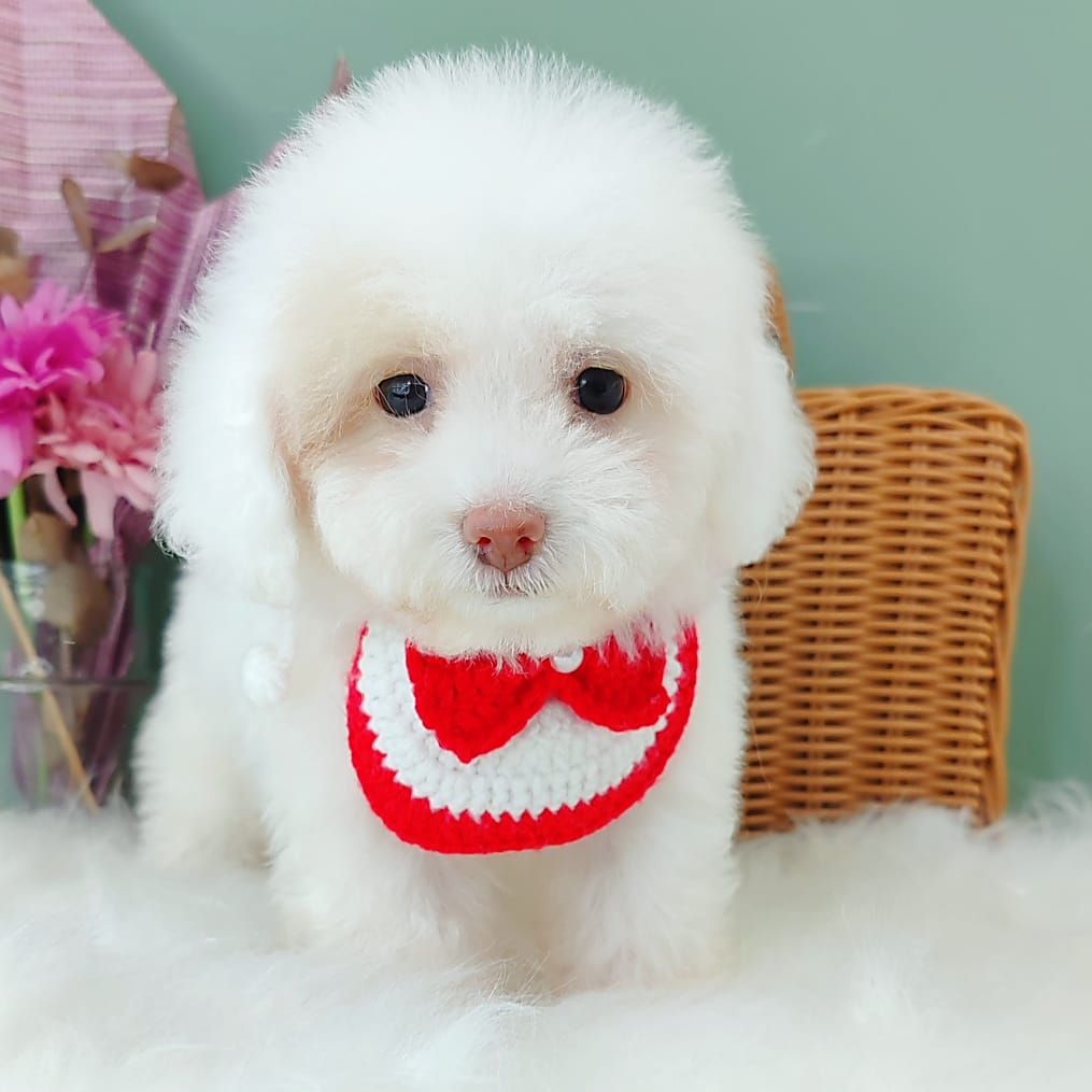 Poodle 娉拌开璐靛