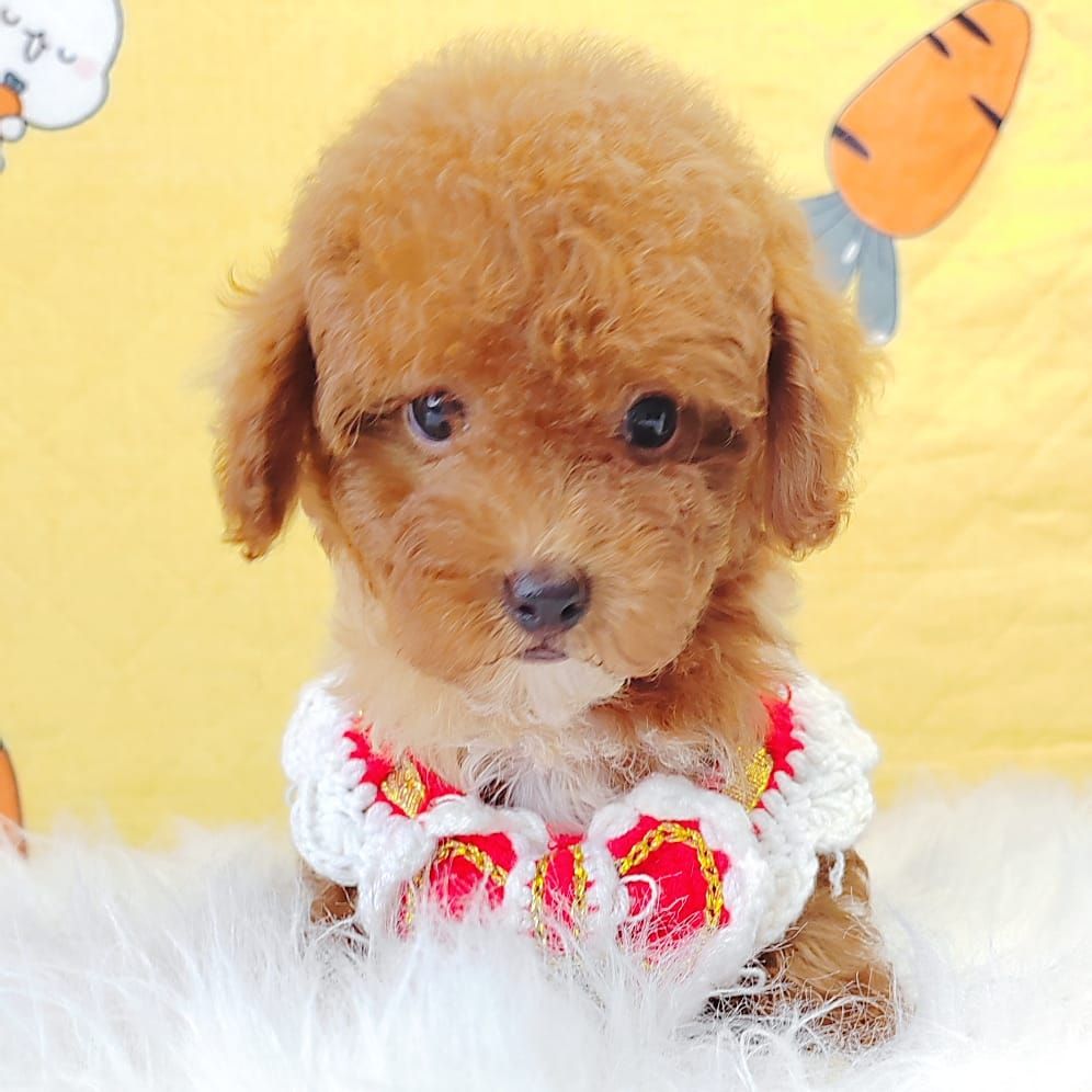 Poodle 娉拌开璐靛