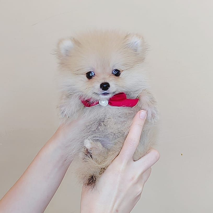 Pomeranian 博美