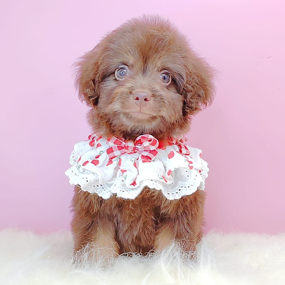 Poodle 娉拌开璐靛