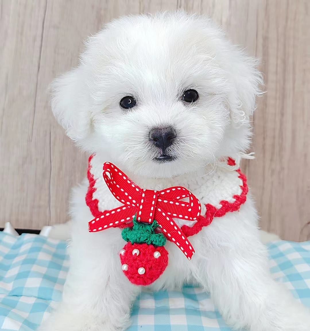 Poodle 娉拌开璐靛