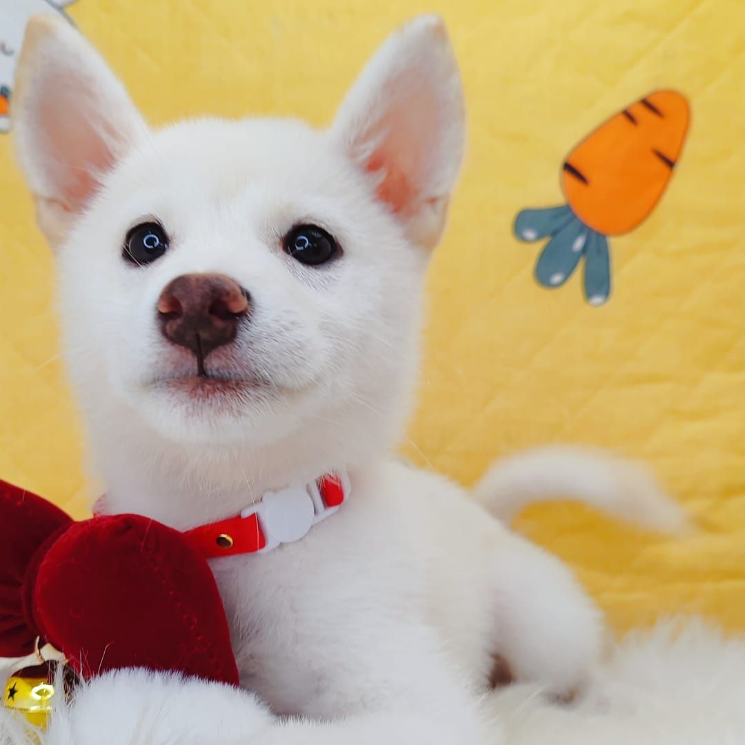 Shiba Inu 柴犬