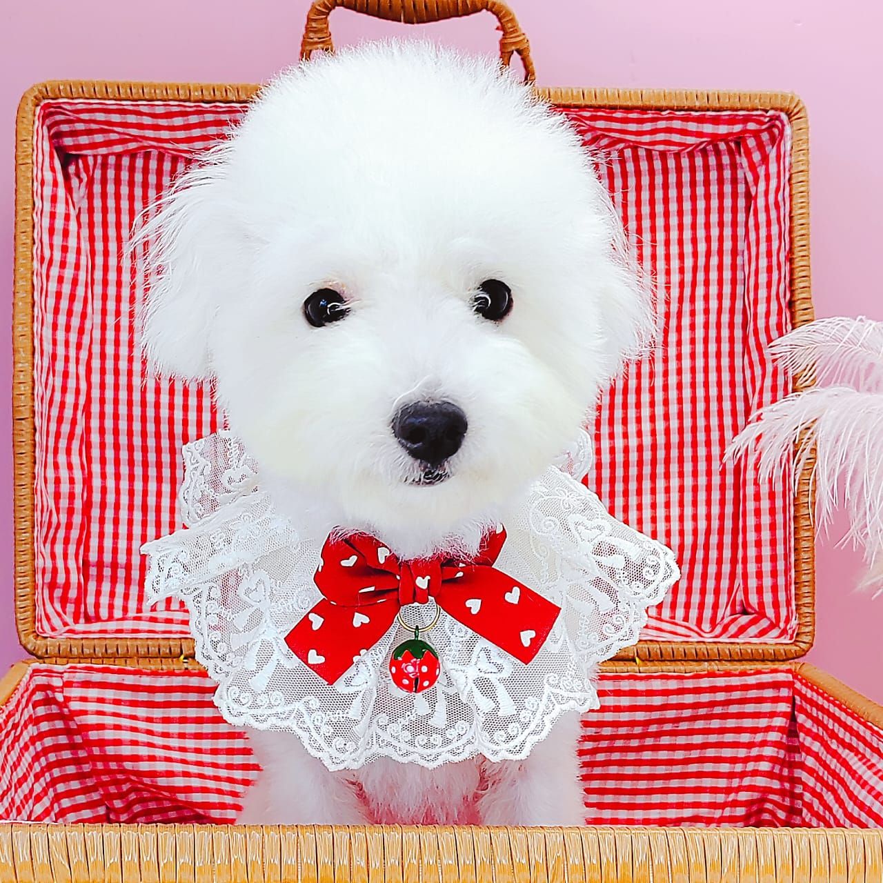 Poodle 娉拌开璐靛