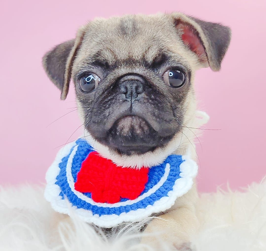Pug 巴哥
