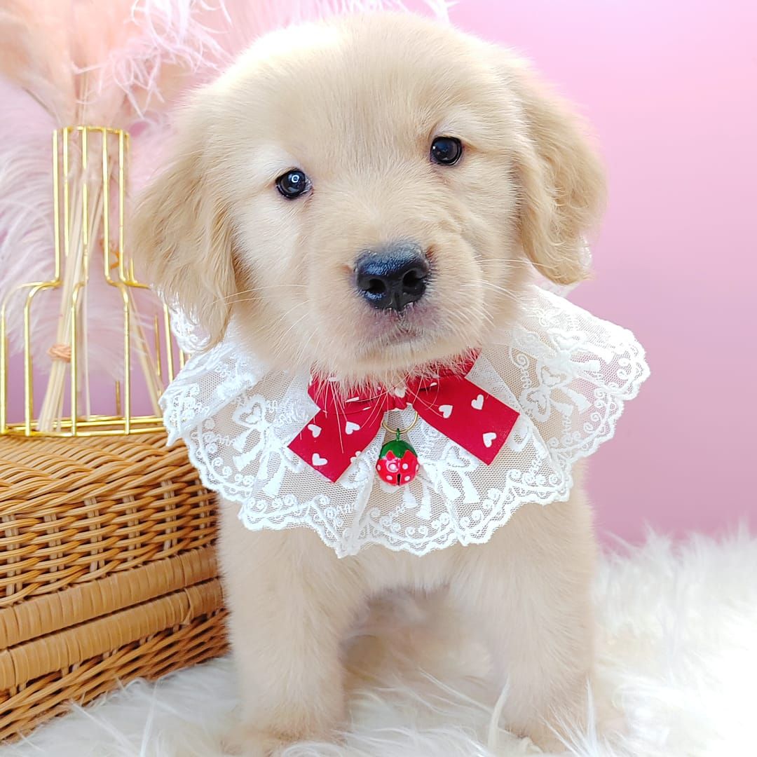 Golden Retriever 黄金猎犬
