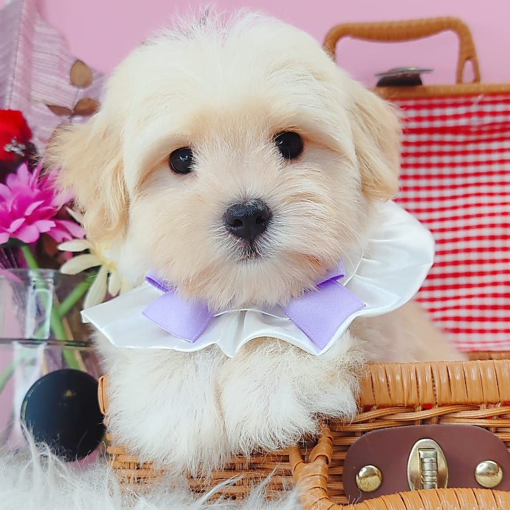 Maltipoo 马尔泰迪