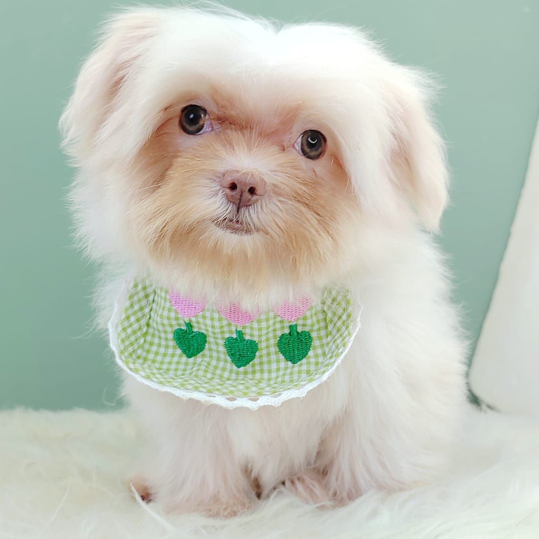 Maltese 马尔济斯