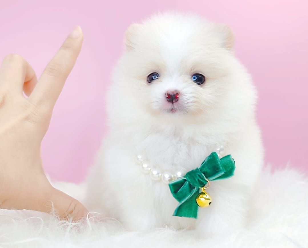 Pomeranian 博美