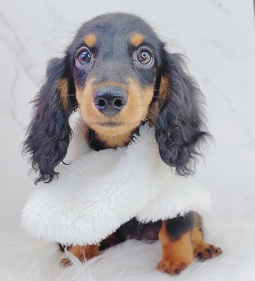 *Long coat* Dachshund  长毛腊肠犬