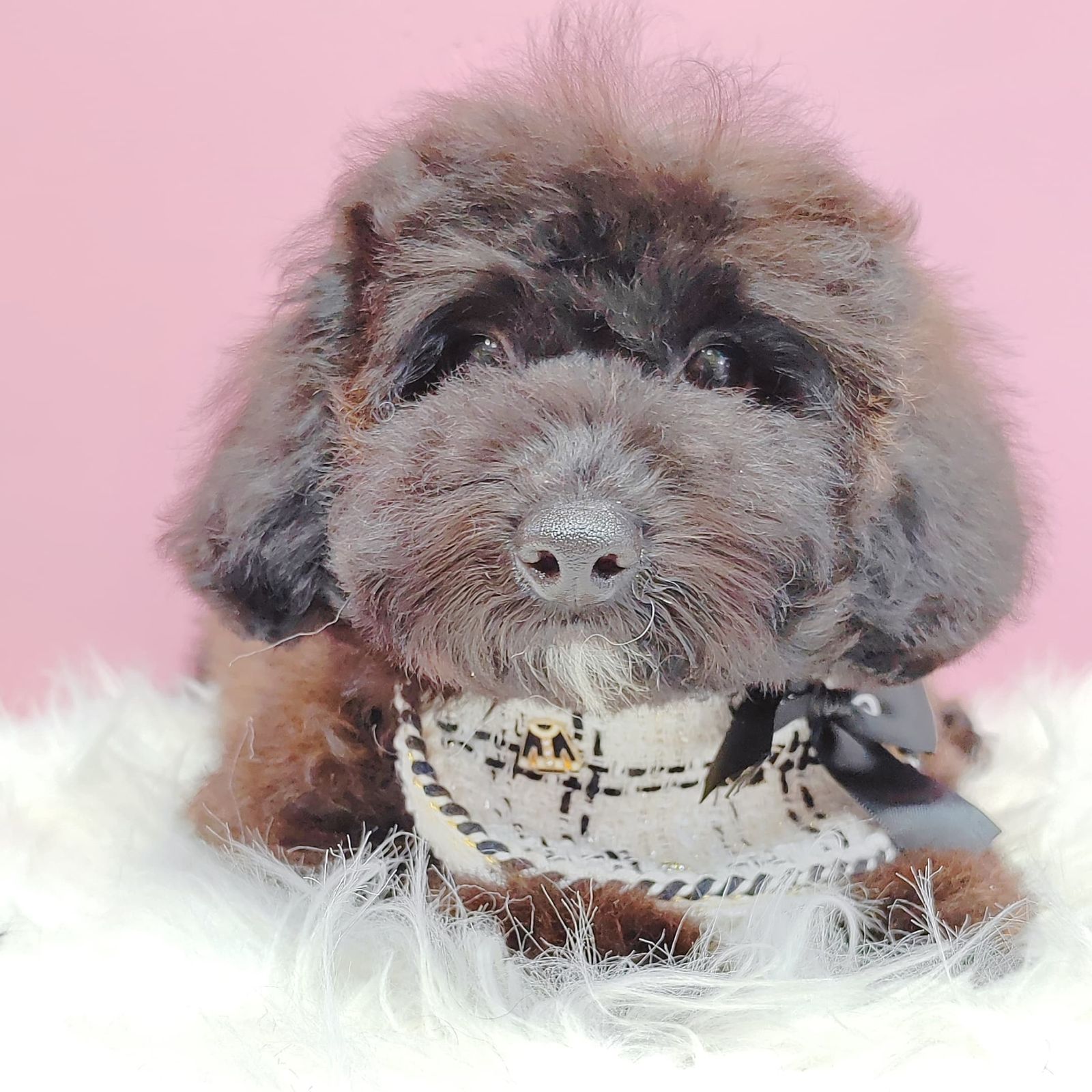 Poodle 璐靛娉拌开