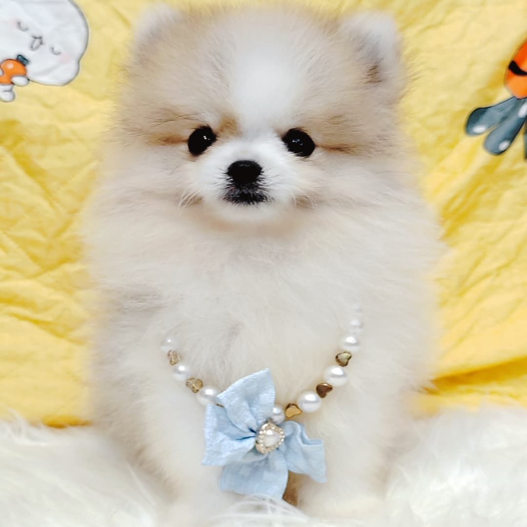 Pomeranian 博美