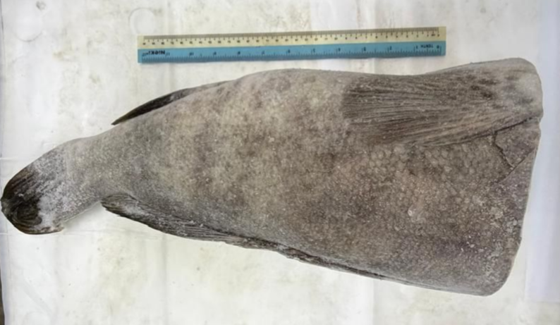 Grouper Fish Headless Cleaned