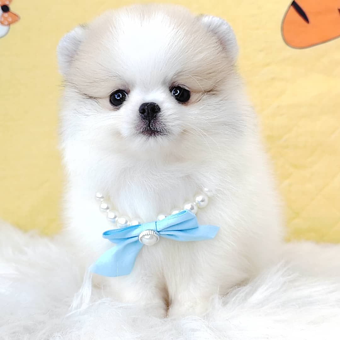Pomeranian 博美