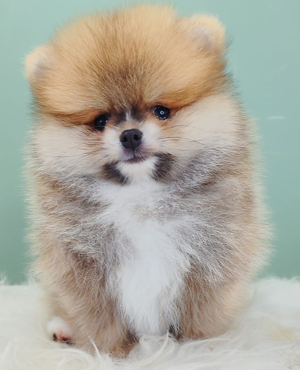 Pomeranian 博美