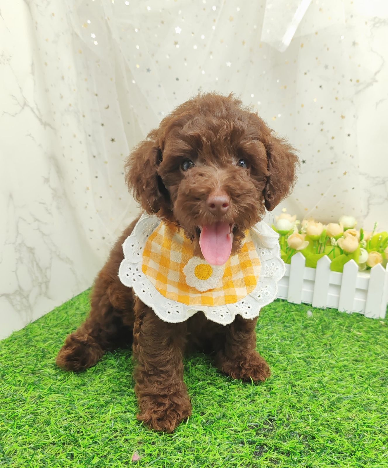 Poodle 娉拌开璐靛