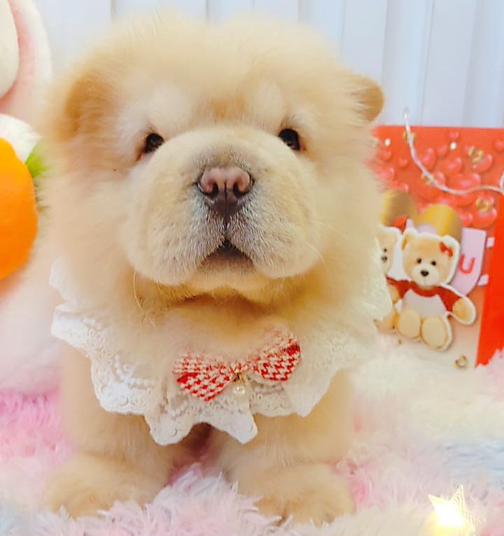Chow Chow 松狮犬