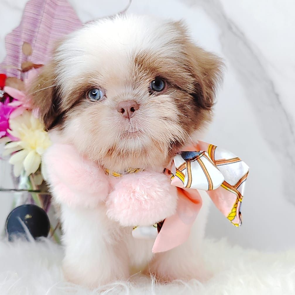 Shih Tzu 西施