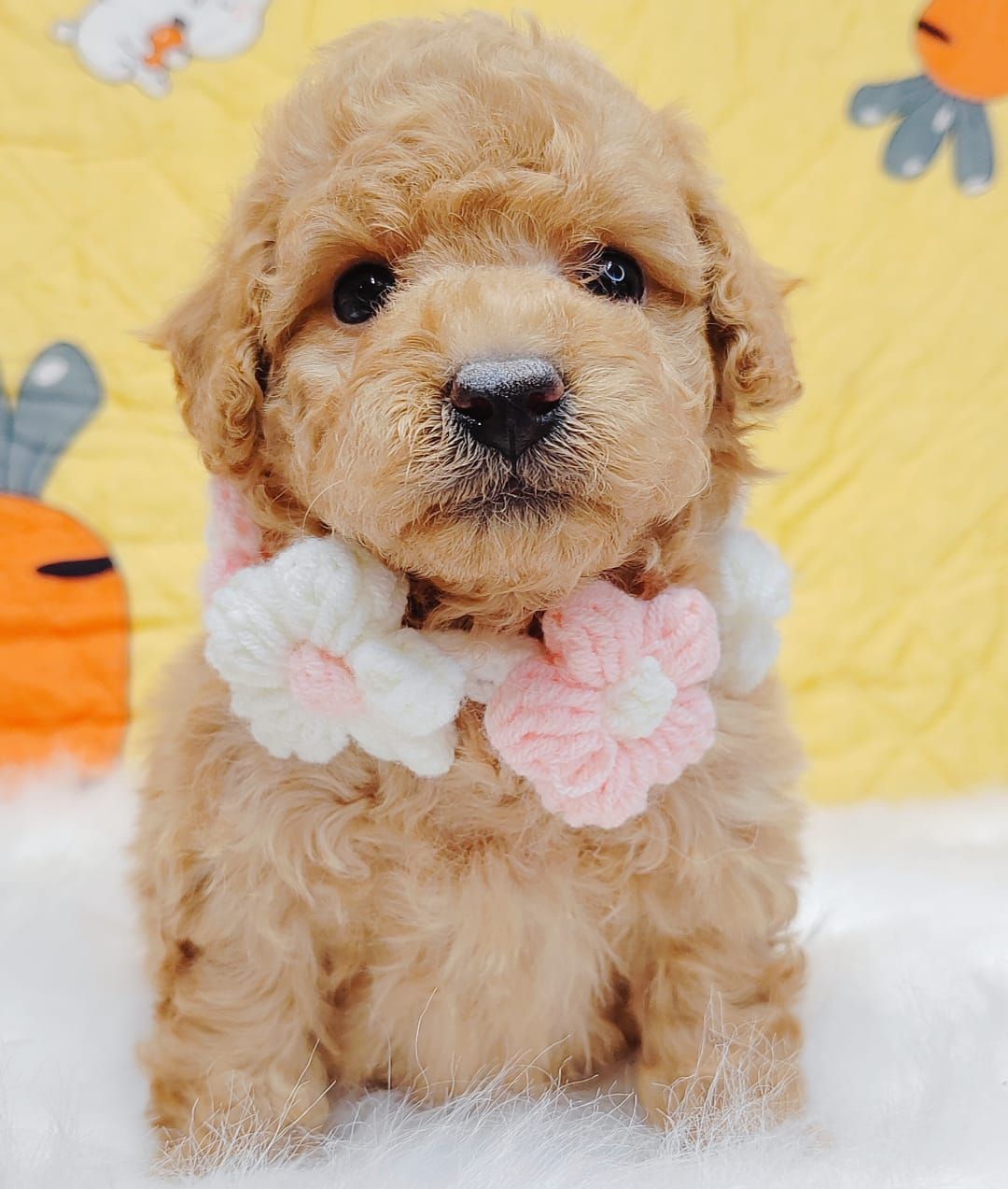 Poodle 娉拌开璐靛