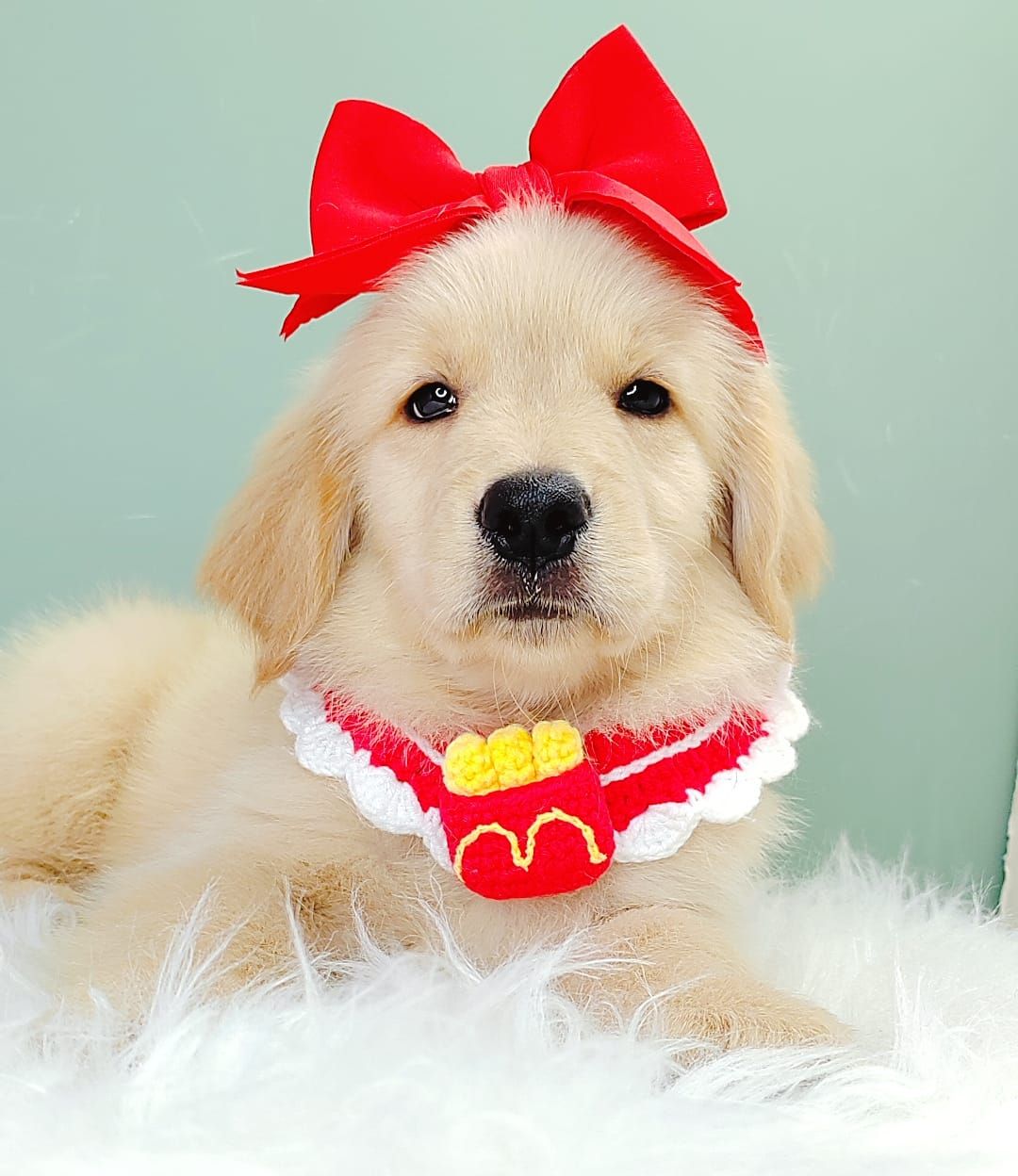 Golden Retriever 黄金猎犬