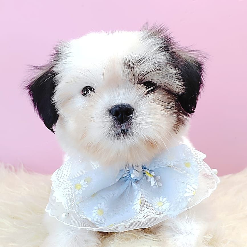 Shih Tzu 西施