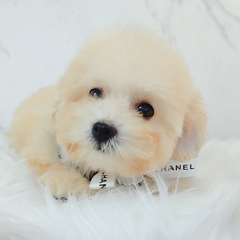 Maltipoo 马尔泰迪