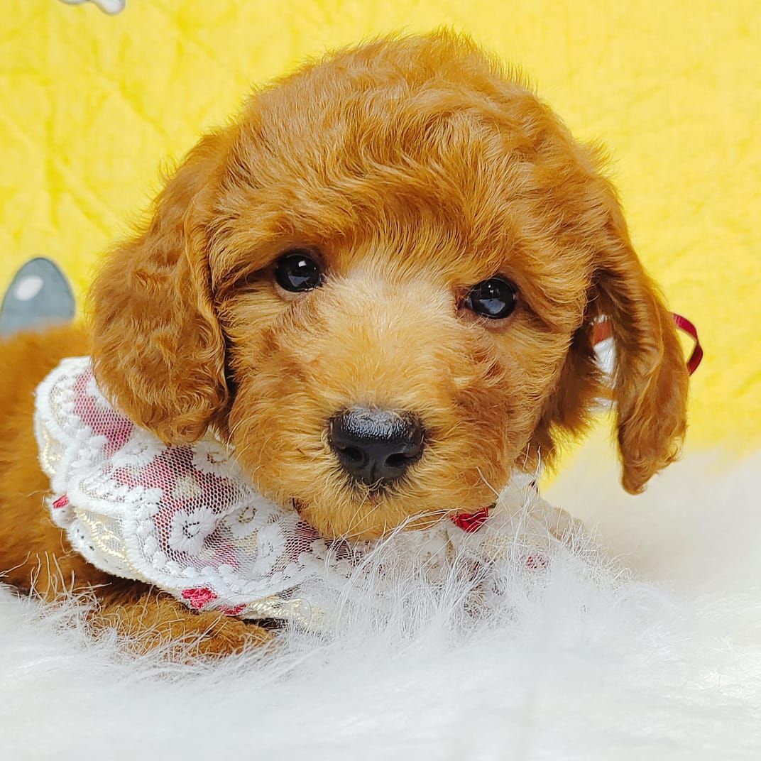 Poodle 娉拌开璐靛
