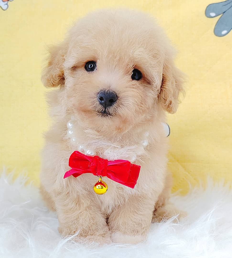 Poodle 娉拌开璐靛