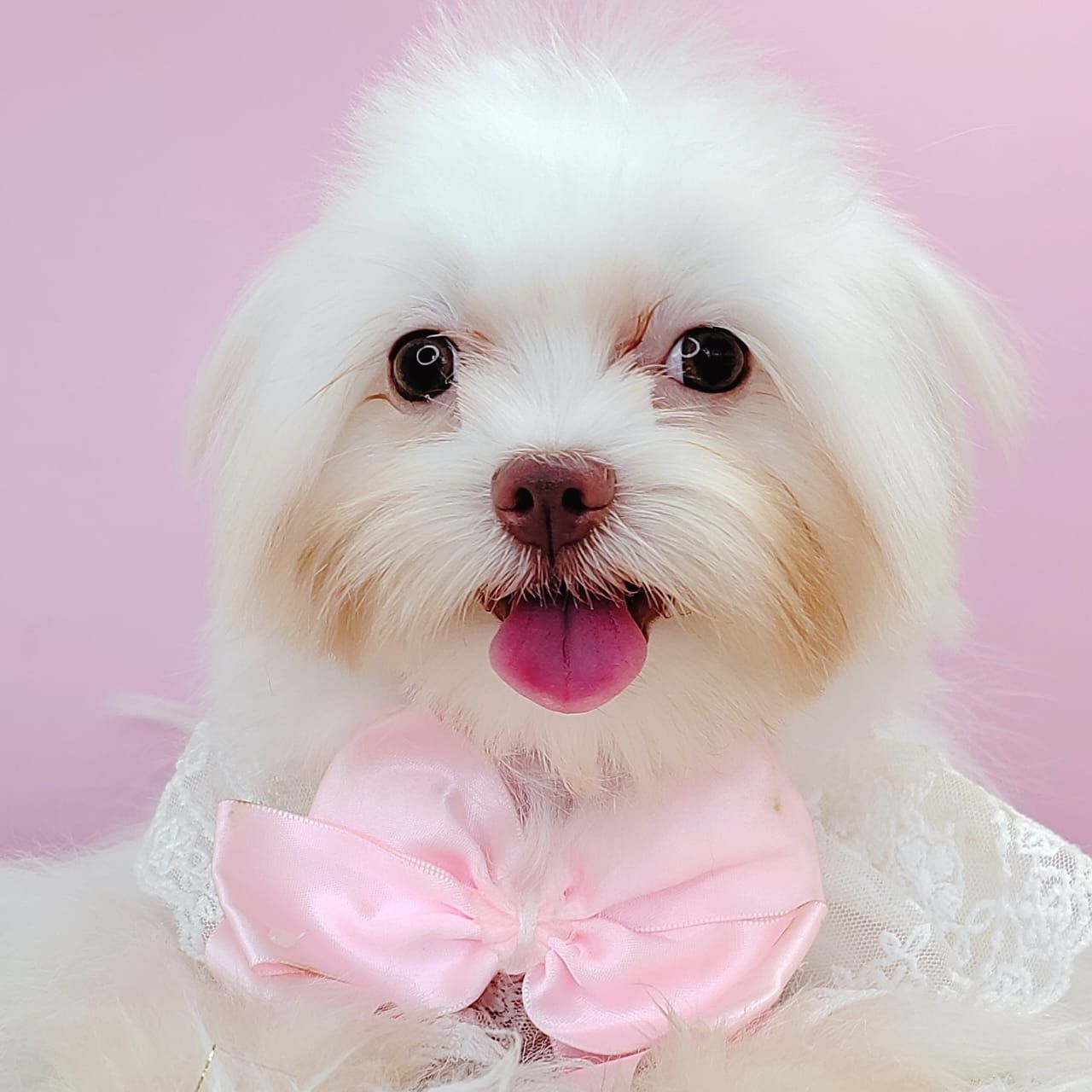 Maltese 马尔济斯