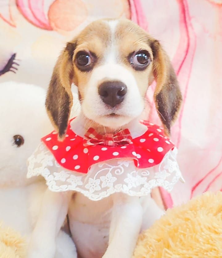 Beagle 米格鲁