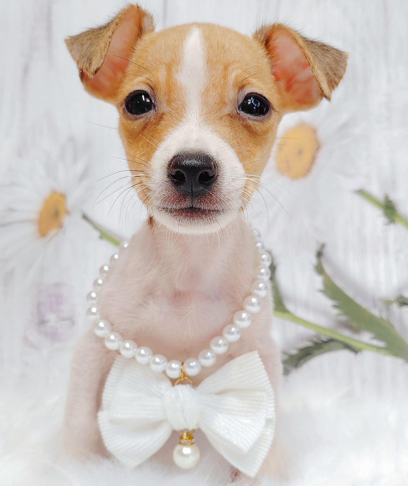 Jack Russell Terrier 杰克罗素梗