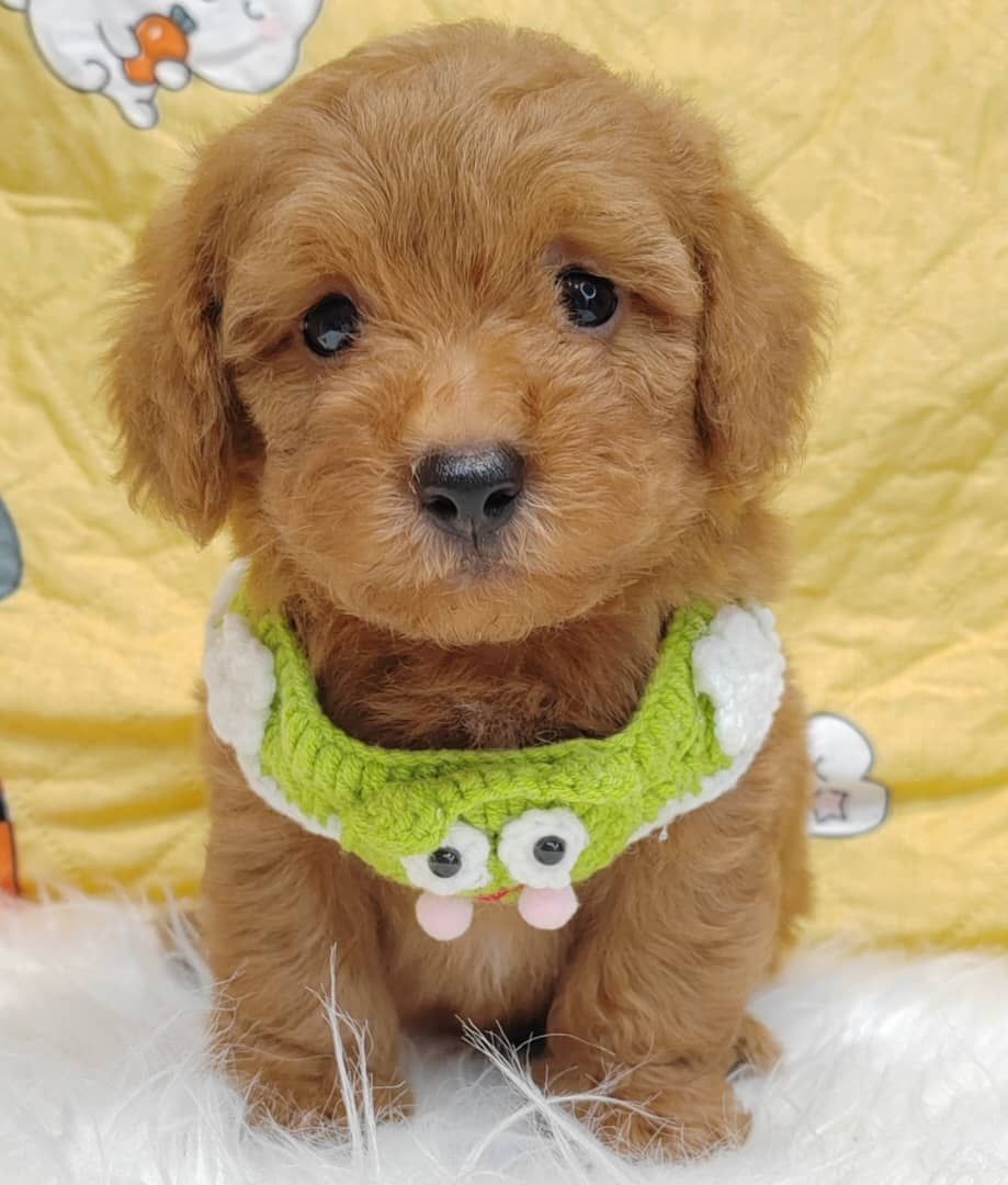 Poodle 娉拌开璐靛