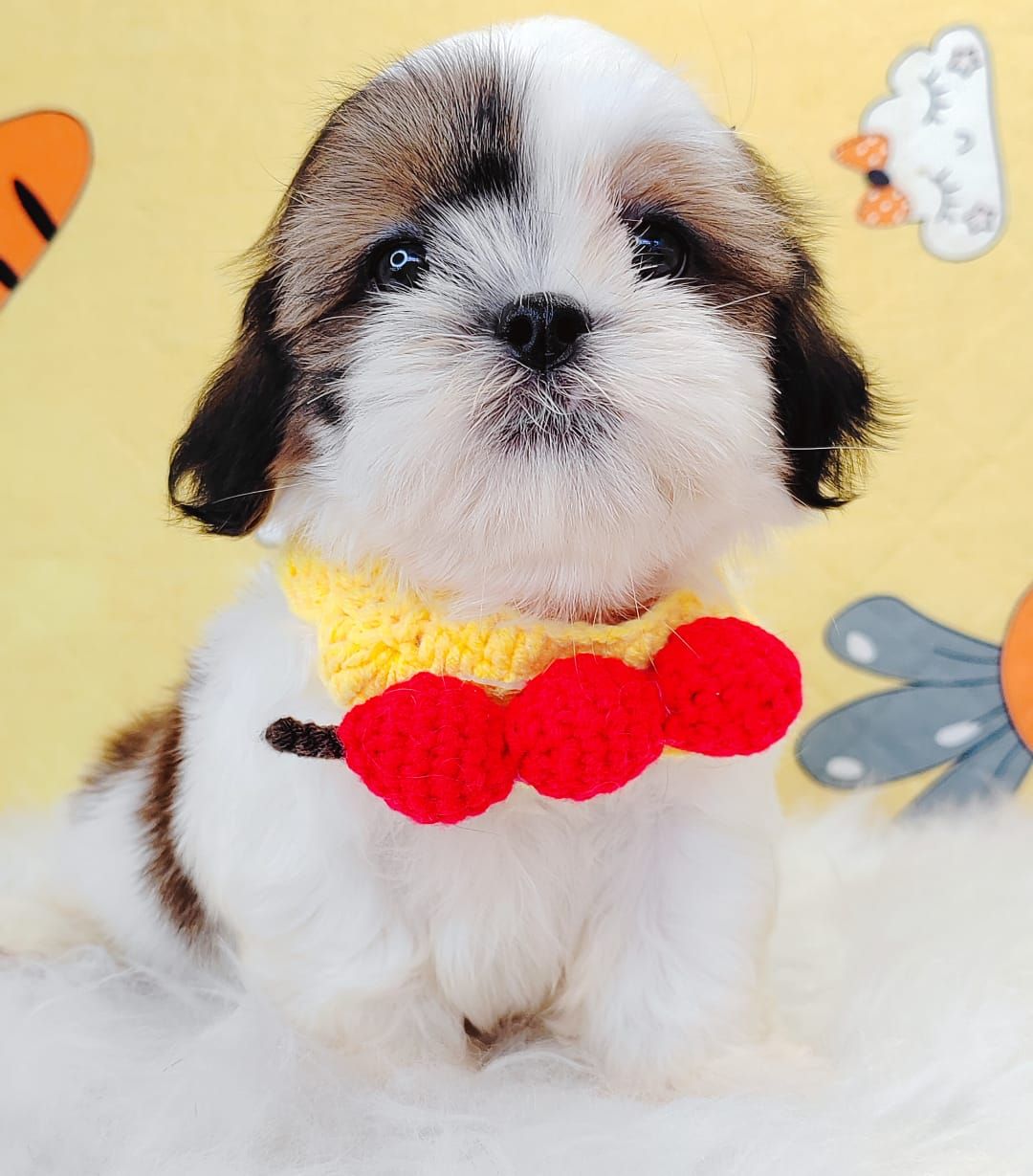 Shih Tzu 西施