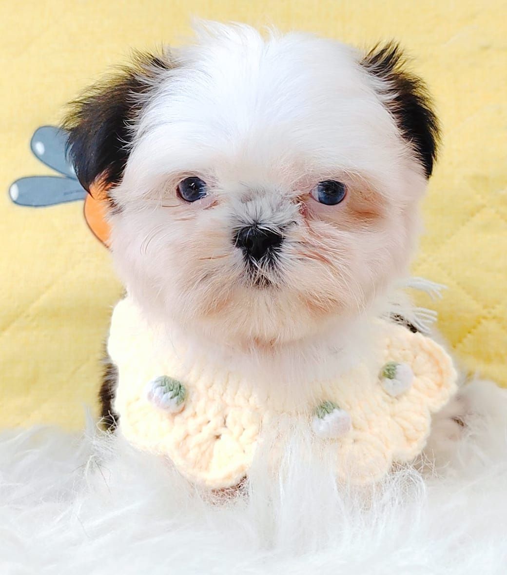 Shih Tzu 西施