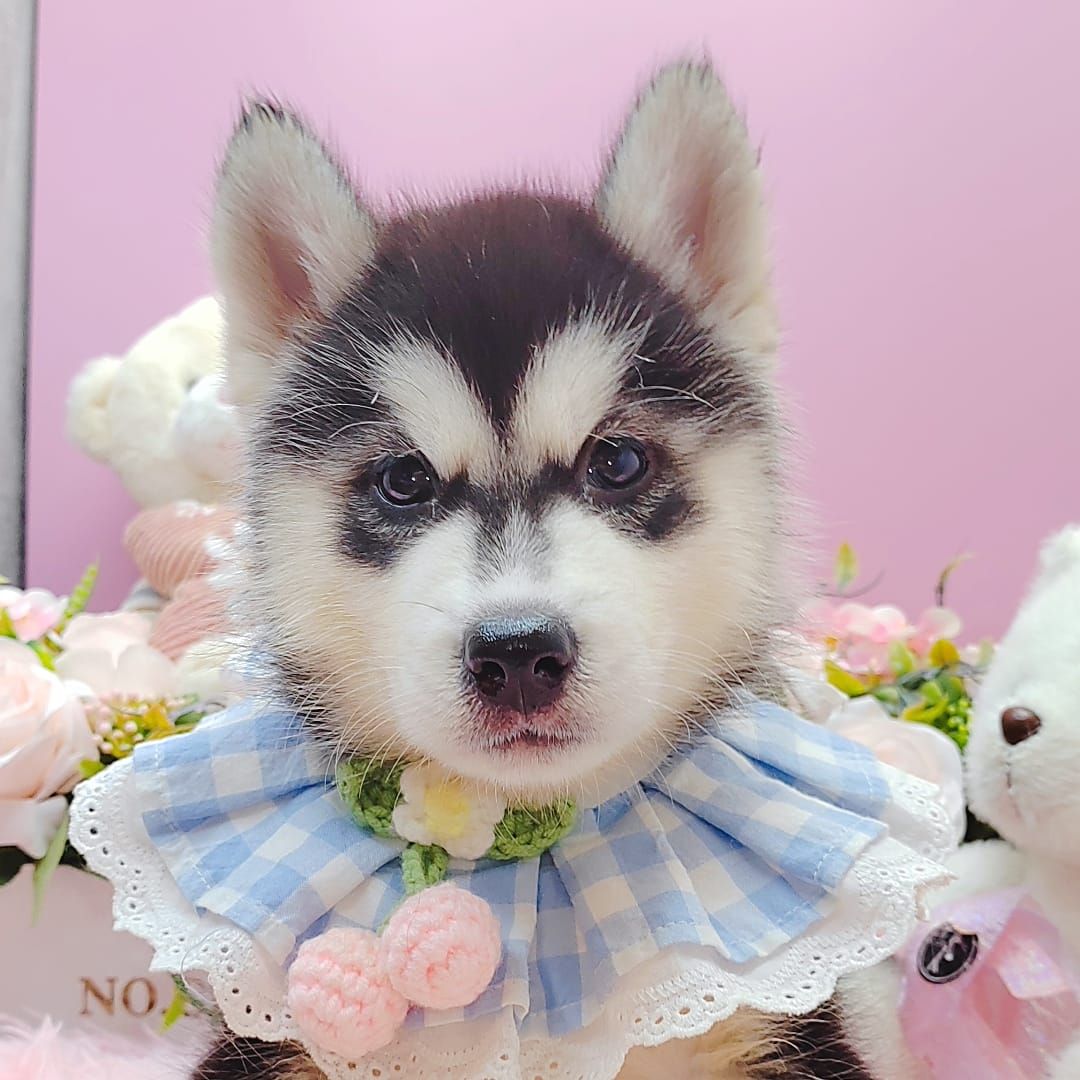 Wooly Husky 哈士奇