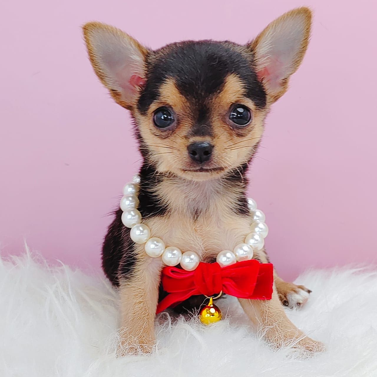 Chihuahua 吉娃娃