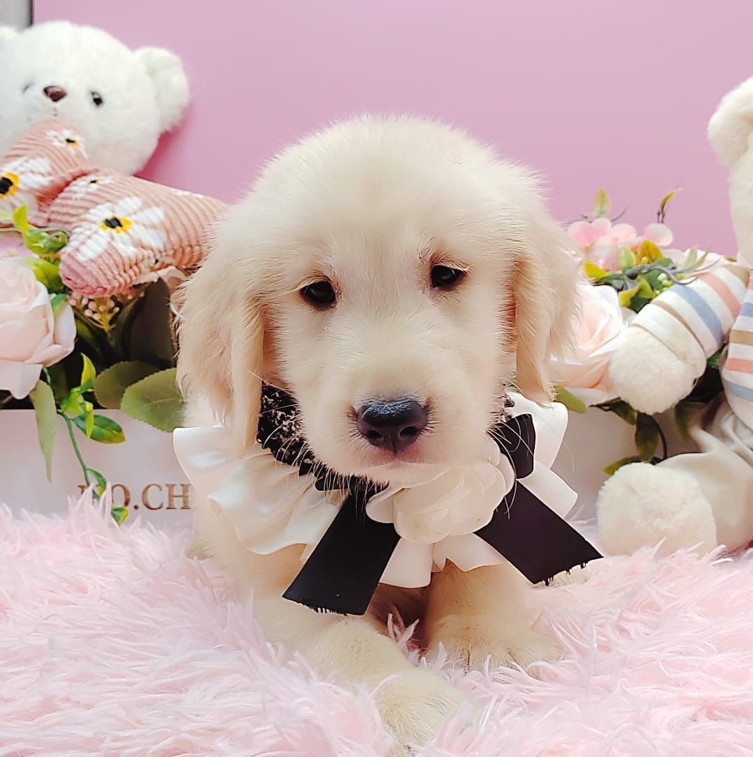 Golden Retriever 黄金猎犬
