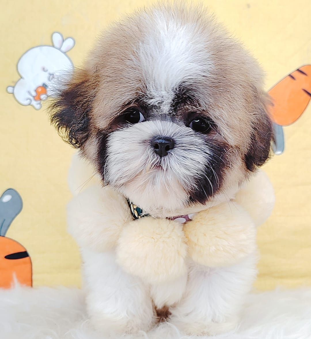 Shih Tzu 西斯
