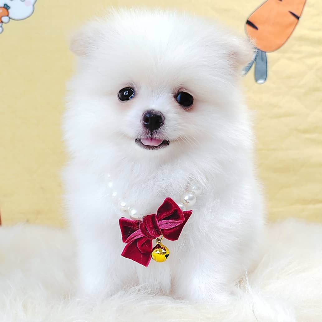 Pomeranian 博美