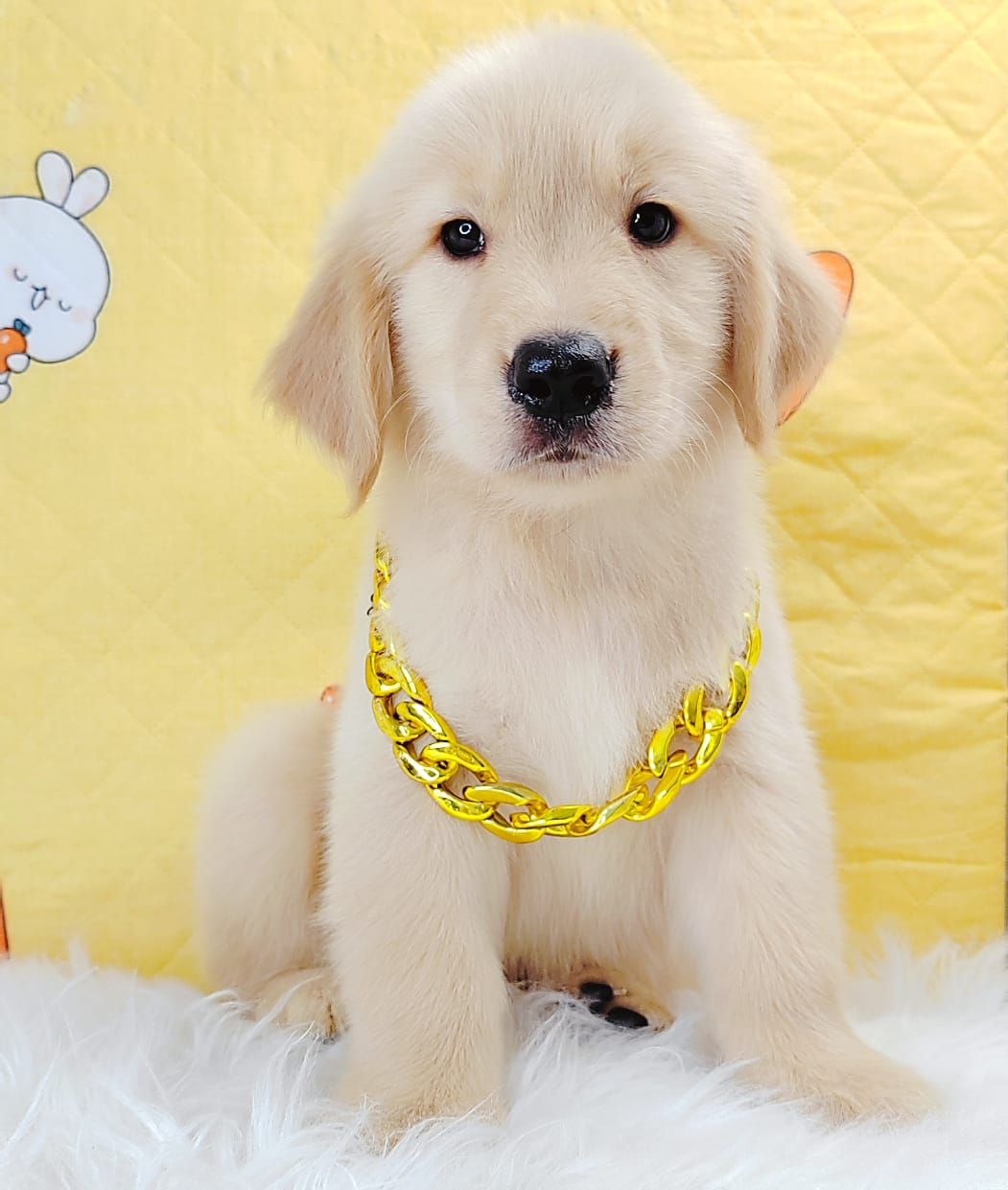 Golden Retriever 黄金猎犬