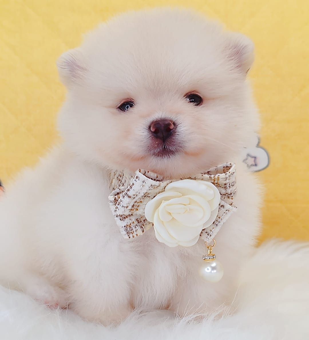 Pomeranian 博美