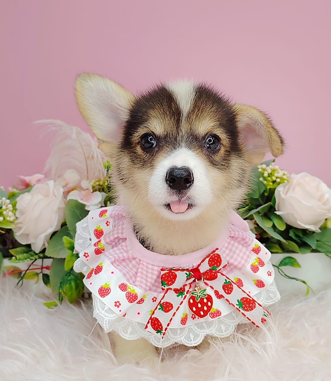 Welsh Corgi 柯基