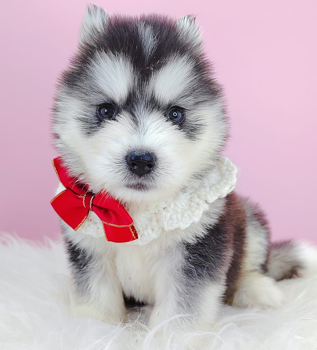 Pomsky 博士奇