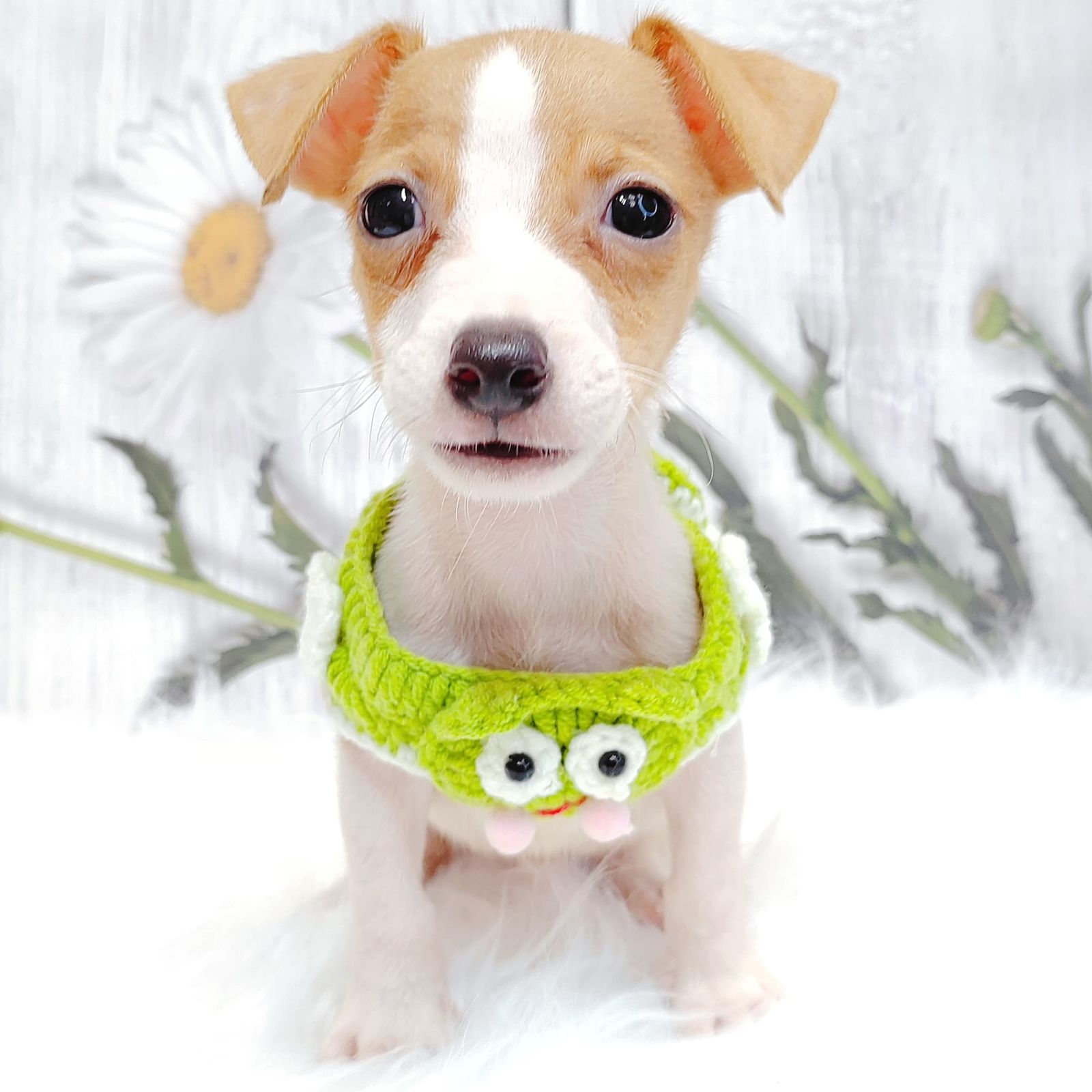 Jack Russell Terrier 杰克罗素梗