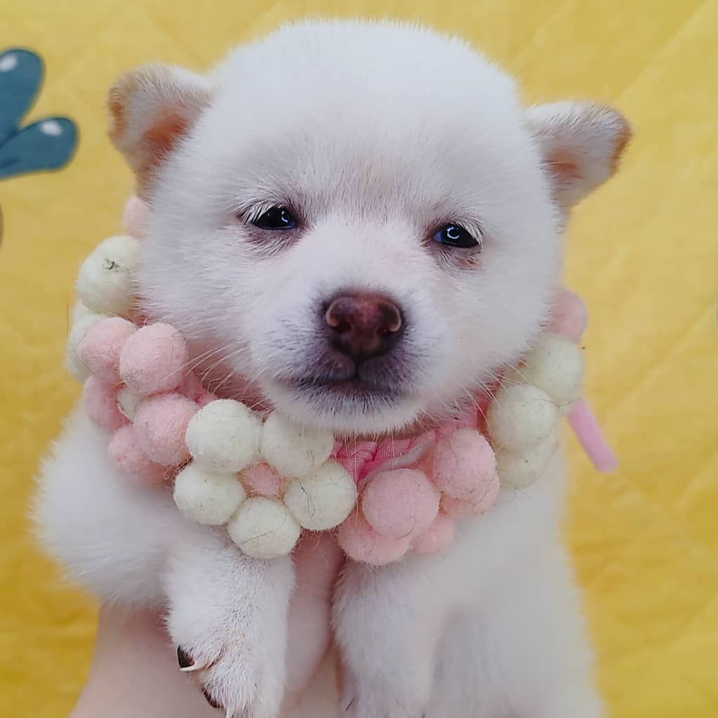 Shiba Inu 柴犬