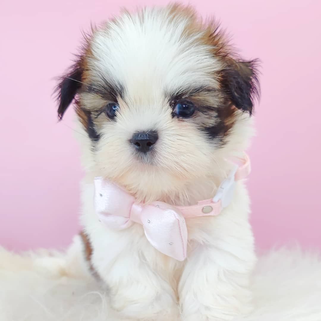 Shih Tzu 西施