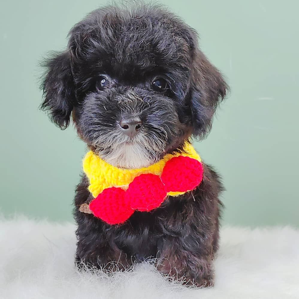 Poodle 娉拌开璐靛