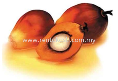 RBD Palm Kernel Oil