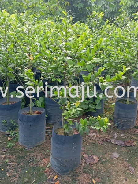 Ochna Kirkii